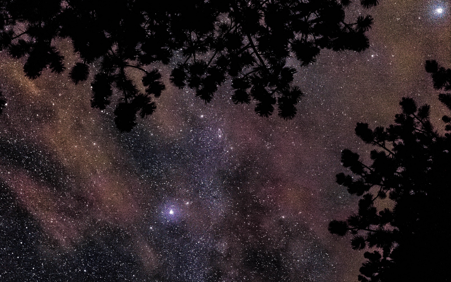 仰望星空繁星夜空叶子挡住宇宙大屏高清1440x900桌面壁纸