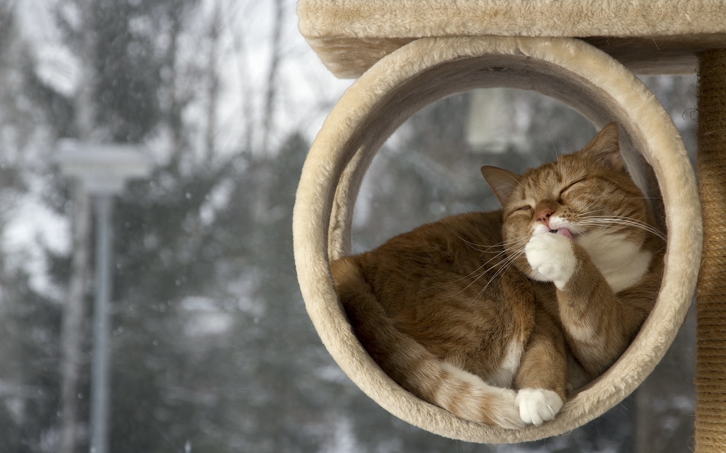 英国短毛猫下雪天躲在圆圈圈里舔爪子大屏高清1440x900桌面壁纸