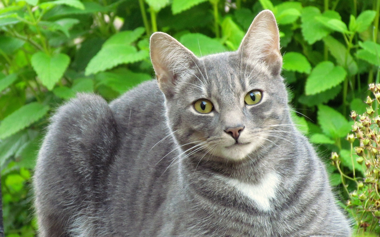 长脖子美国短毛猫蹲在草丛大屏高清1440x900桌面壁纸