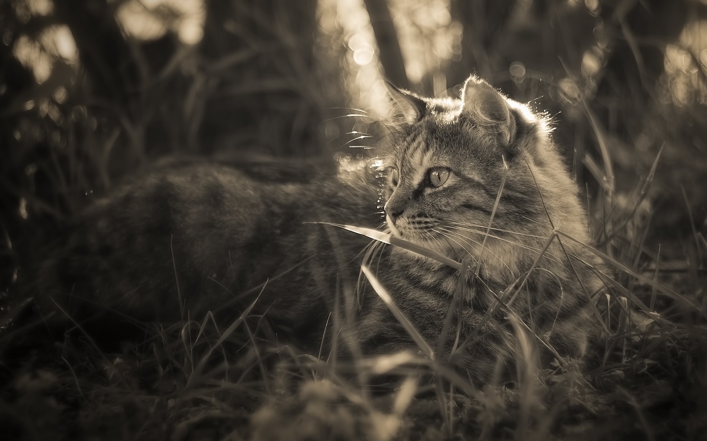 小猫趴在草丛好奇回望侧脸黑白照大屏高清1440x900桌面壁纸