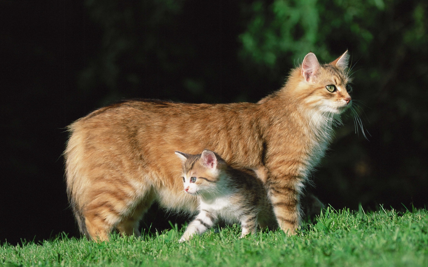 美国短尾猫小猫钻进母猫肚子下面大屏高清1440x900桌面壁纸