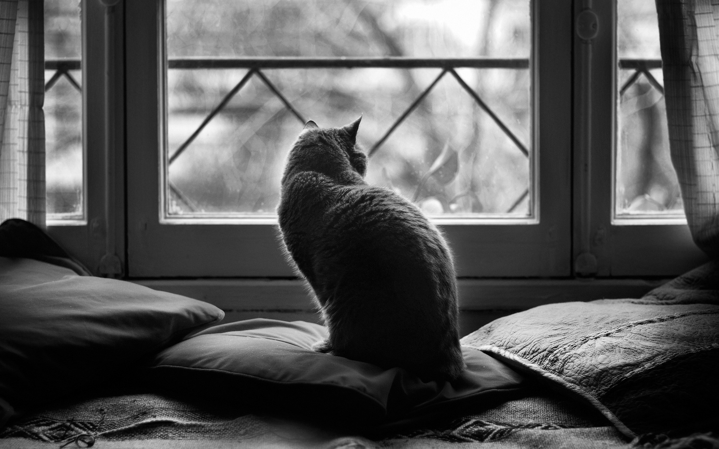 布偶猫背影黑白照片大屏高清1440x900桌面壁纸