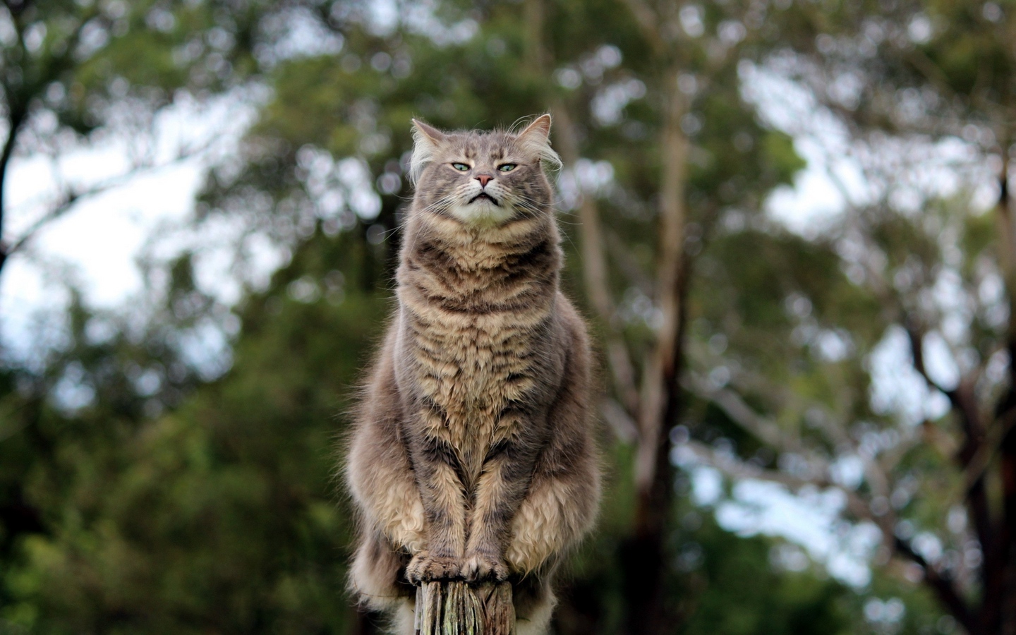 长耳挪威森林猫傲视群雄大屏高清1440x900桌面壁纸