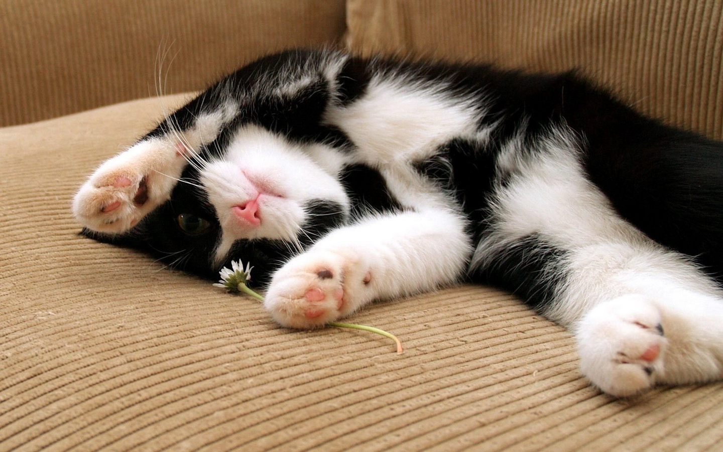 黑毛白肚可爱小猫躺在沙发上撒娇大屏高清1440x900桌面壁纸