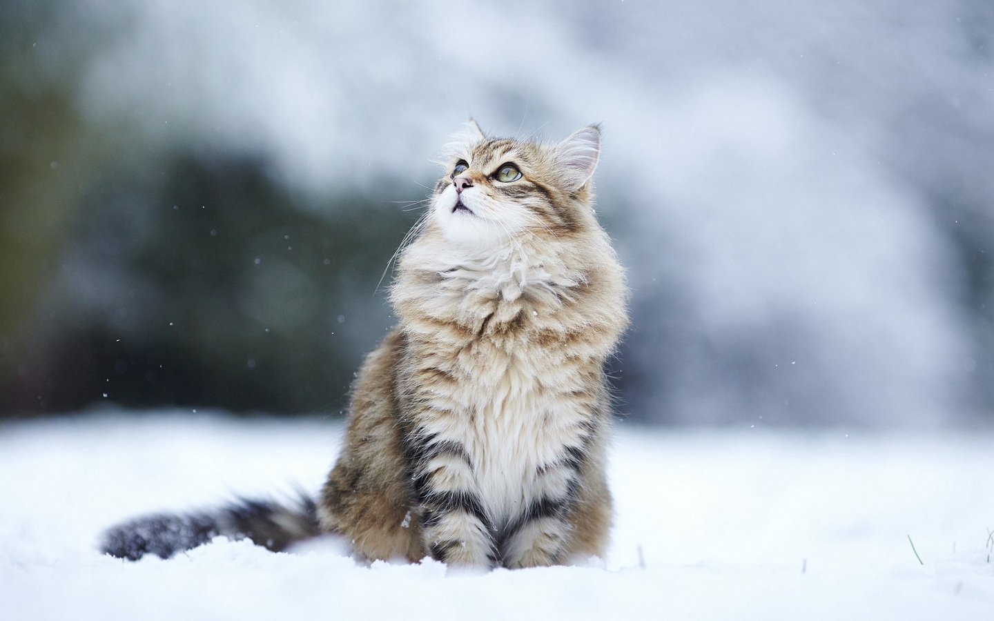 褴褛猫可爱雪地仰望大屏高清1440x900桌面壁纸