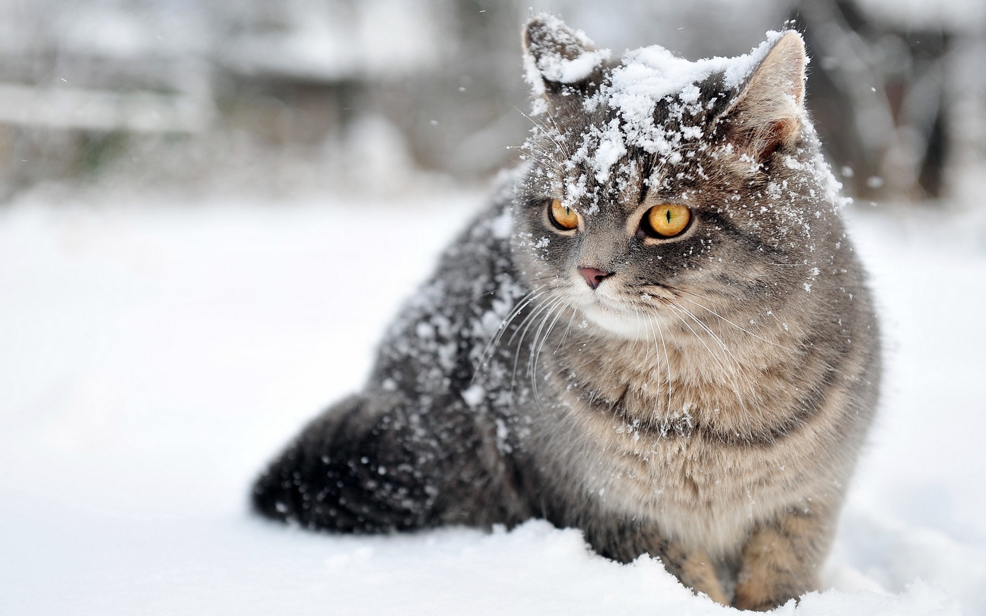 灰棕色美国短毛猫雪地被雪花盖住大屏高清1440x900桌面壁纸