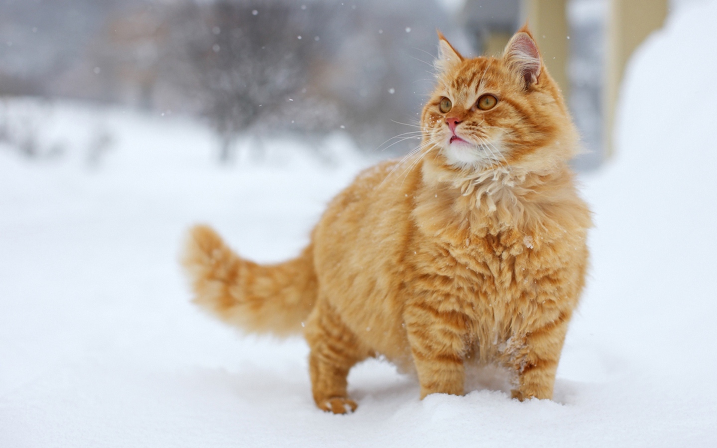 短腿卷毛可爱小猫雪地凝望大屏高清1440x900桌面壁纸