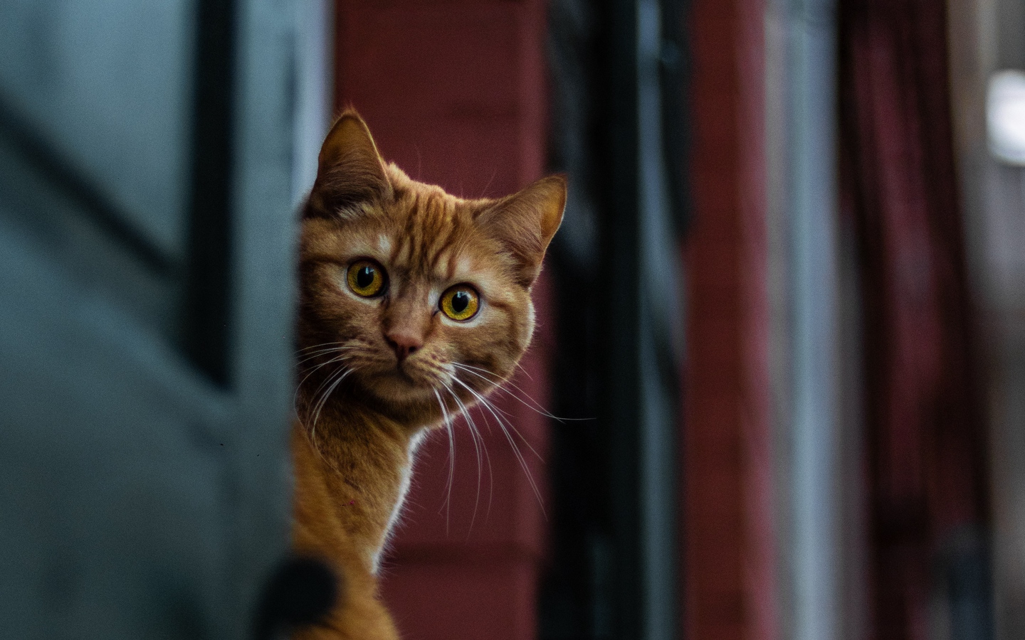 好奇黄毛长须小土猫可爱大屏高清1440x900桌面壁纸