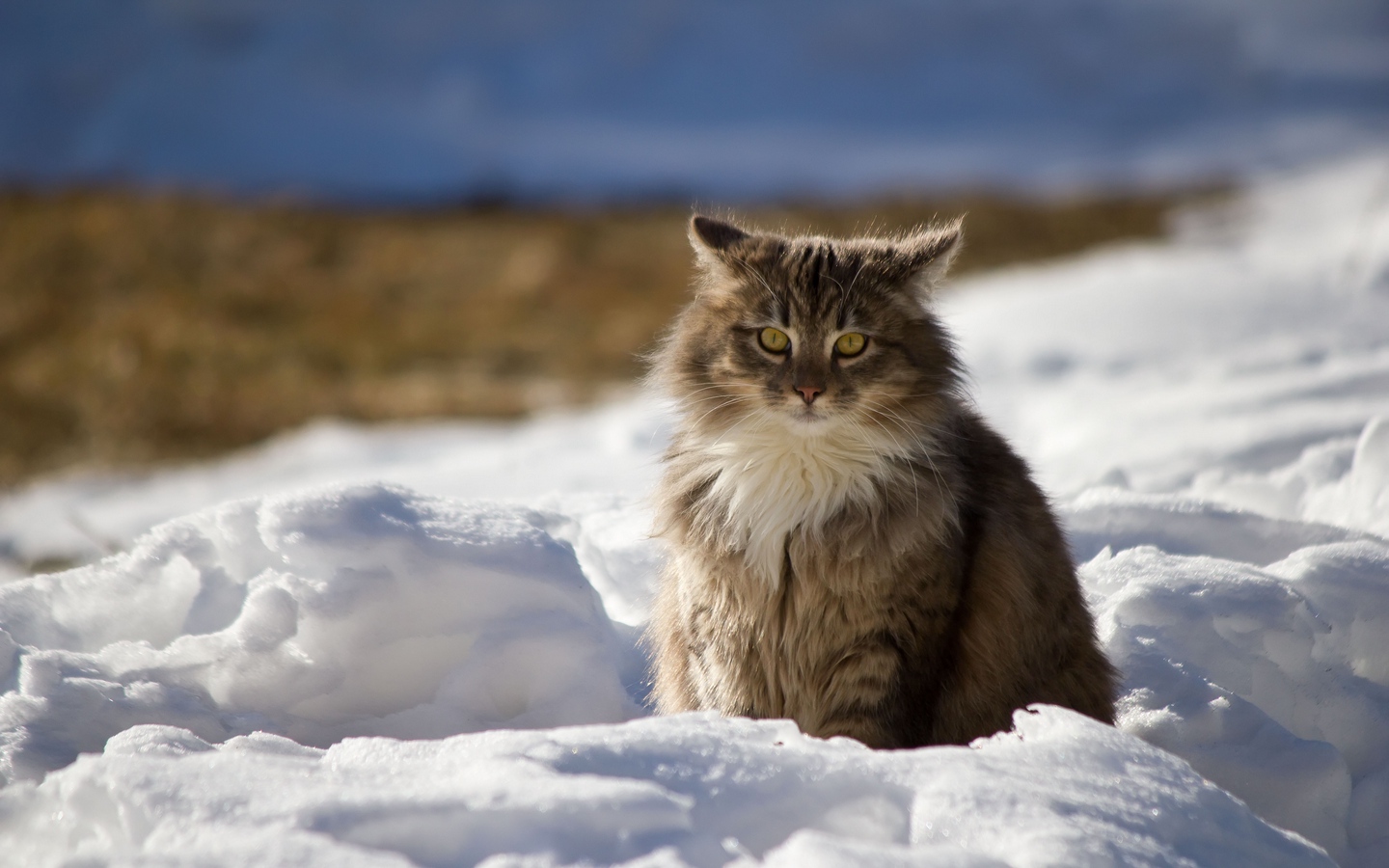 冬天雪地缅因猫坐着大屏高清1440x900桌面壁纸