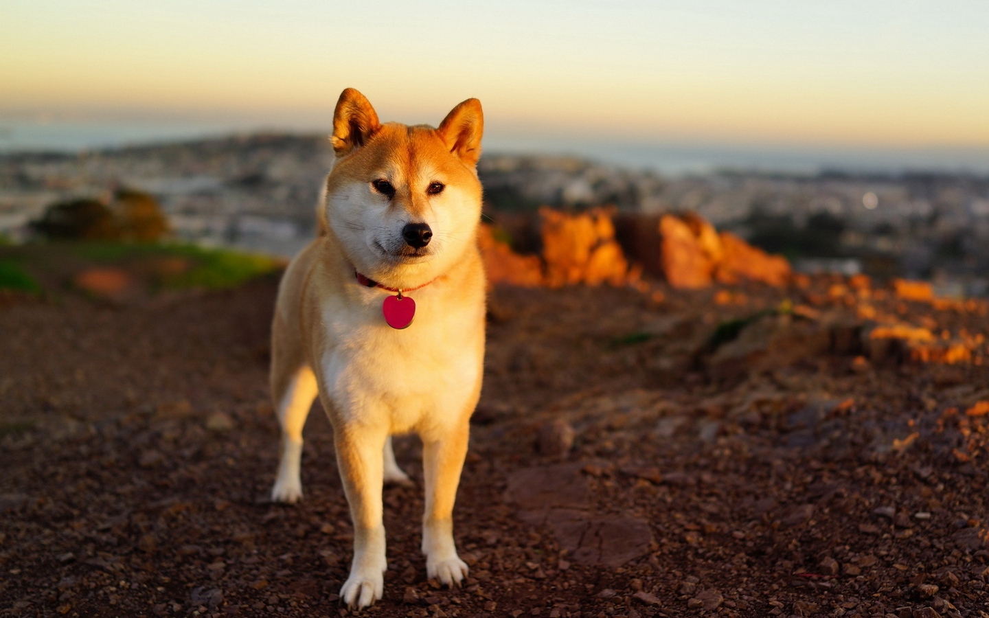 可爱柴犬秋田犬旷野土狗大屏高清1440x900桌面壁纸