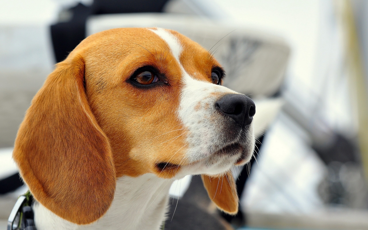 比格猎犬耷拉耳朵小狗大屏高清1440x900桌面壁纸