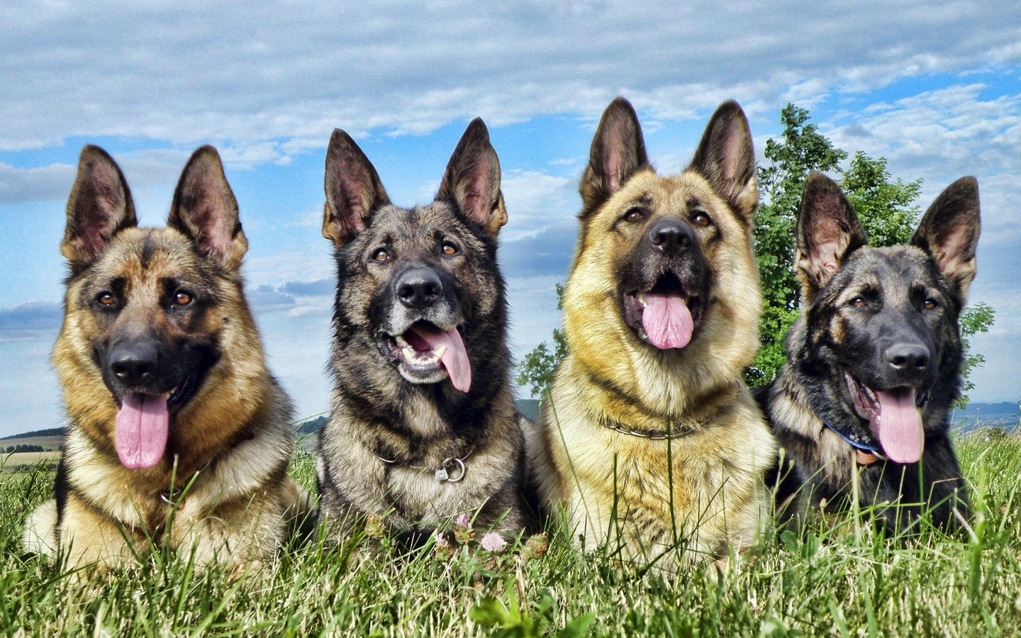 四条狼狗军犬警犬猎狗四兄弟大屏高清1440x900桌面壁纸