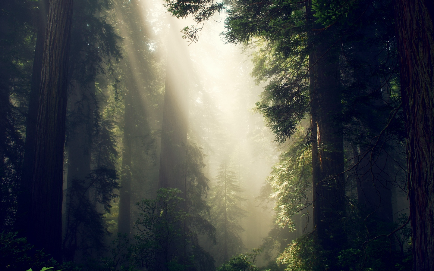 阳光洒下来高大树木森林唯美大屏高清1440x900桌面壁纸