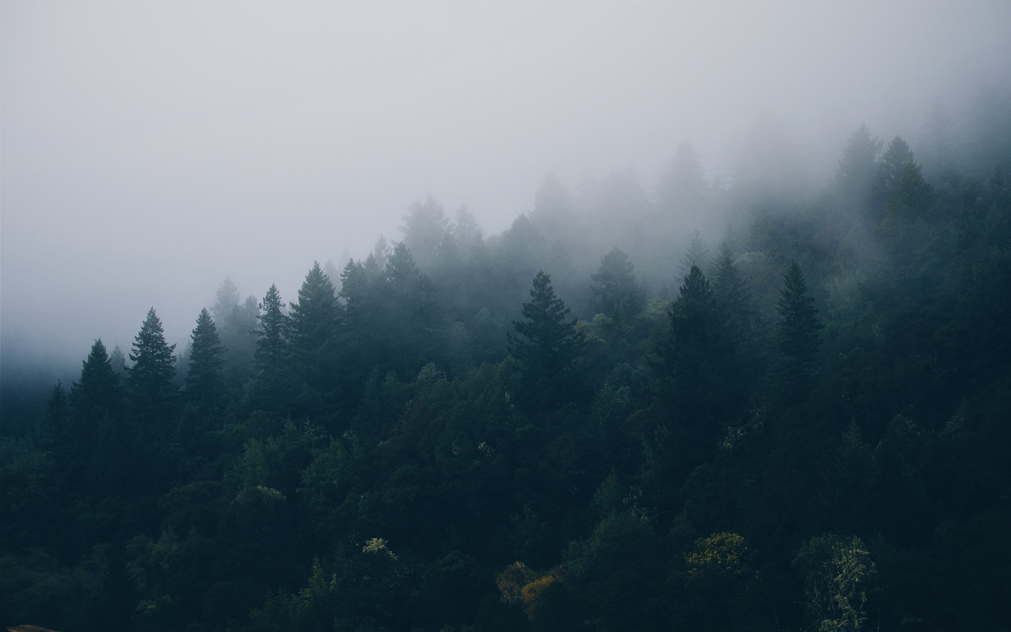 浓雾森林俯瞰树木丛林大屏高清1440x900桌面壁纸