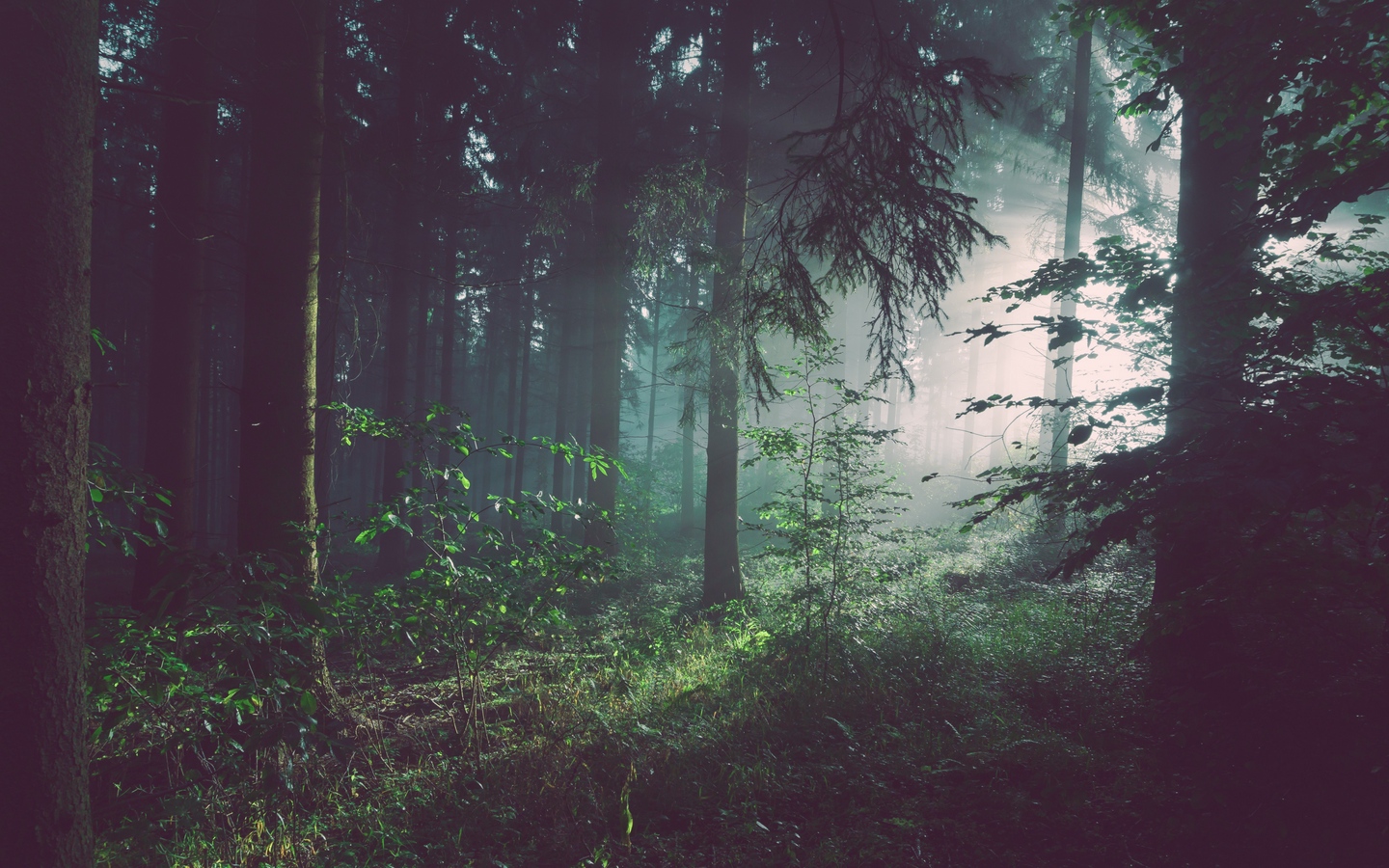 薄雾森林清晨唯美树林灌木大屏高清1440x900桌面壁纸