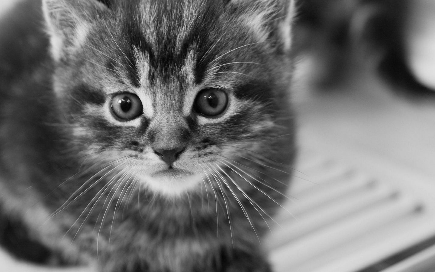 可爱小猫黑白照片的高清壁纸下载