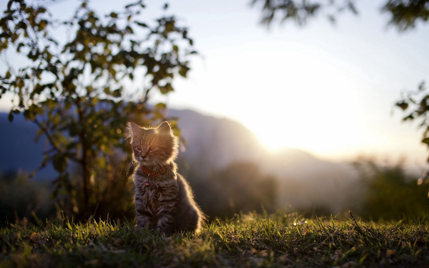 可爱小猫在夕阳下的高清壁纸下载