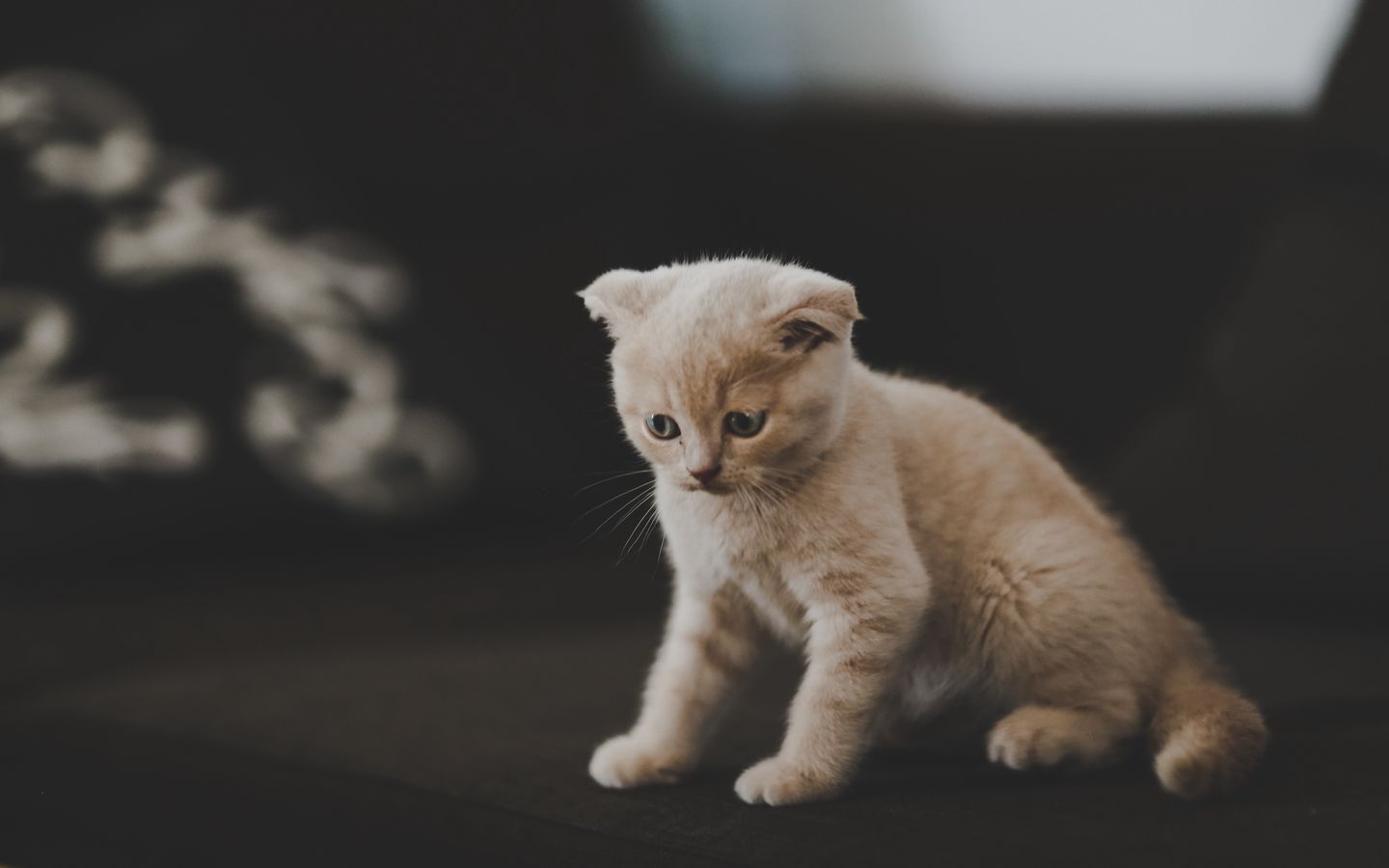 折耳可爱小猫黑白照片的高清壁纸下载