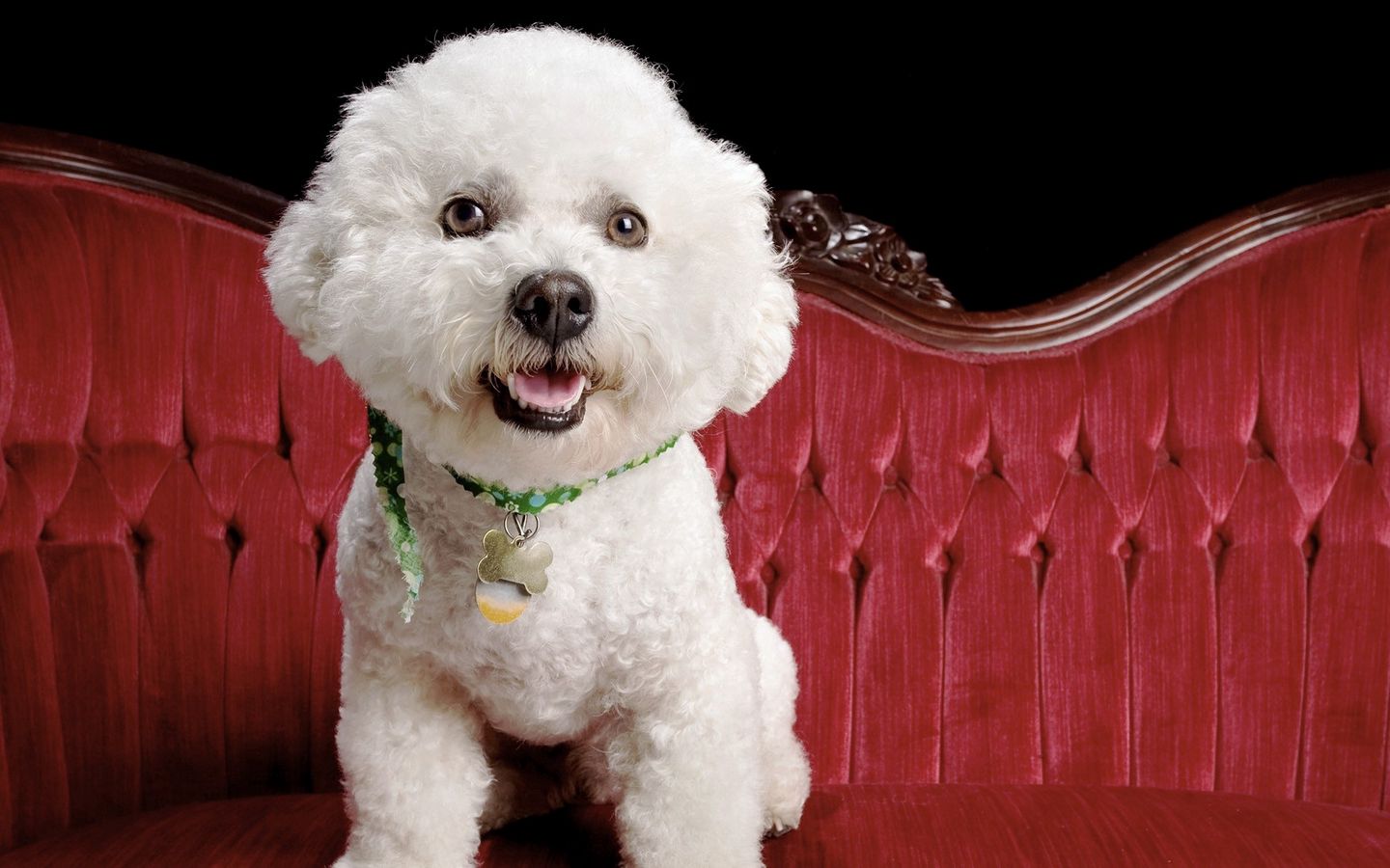 卷毛贵妇可爱小白狗在沙发上高清壁纸下载