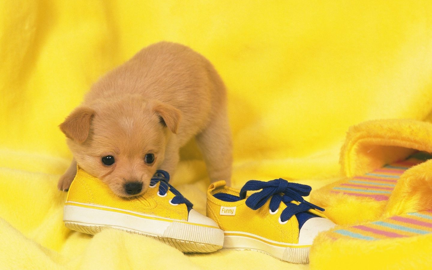 黄色背景可爱小奶狗咬着鞋带的高清壁纸下载