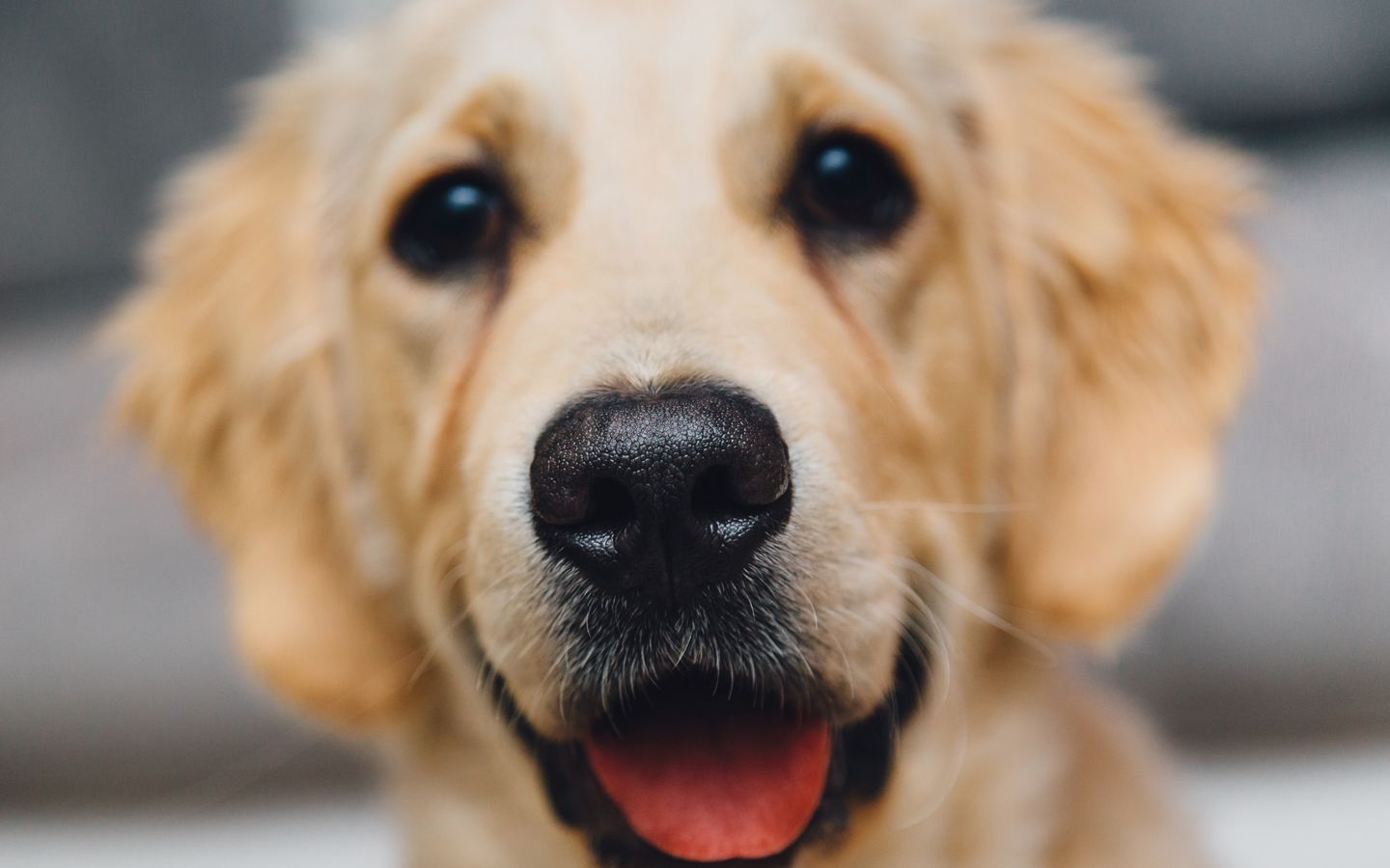 三只白色拉布拉多犬大屏高清1440x900桌面壁纸